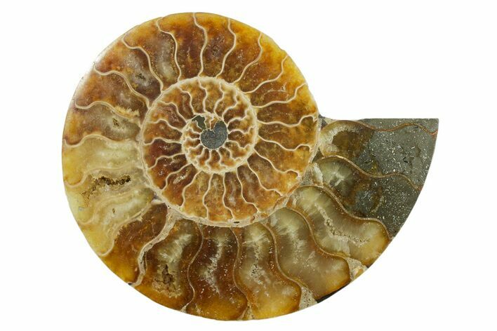 Cut & Polished Ammonite Fossil (Half) - Madagascar #347555